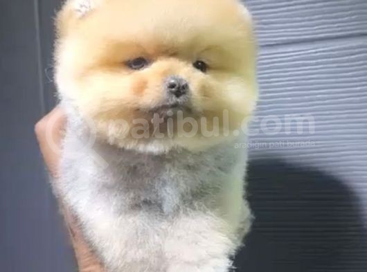 2 Aylık Pomeranian Yavrular  görsel