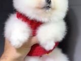 2 Aylık Pomeranian Yavrular 