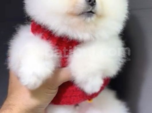 2 Aylık Pomeranian Yavrular  görsel