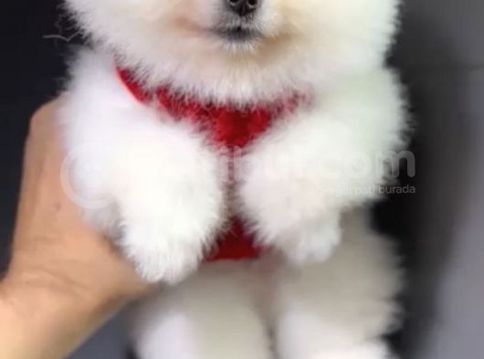 2 Aylık Pomeranian Yavrular  görsel