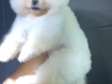 2 Aylık Pomeranian Yavrular 