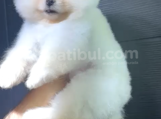 2 Aylık Pomeranian Yavrular  görsel