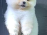 2 Aylık Pomeranian Yavrular 