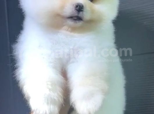 2 Aylık Pomeranian Yavrular  görsel