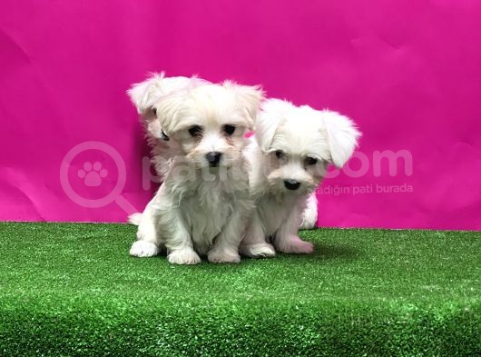 Resmi̇ Üreti̇ci̇den Maltese Terri̇er Yavrular görsel