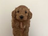 Mümemmel Red maltipoo bebeklerim