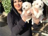 Safkan Maltese Terrier Yavrularımız