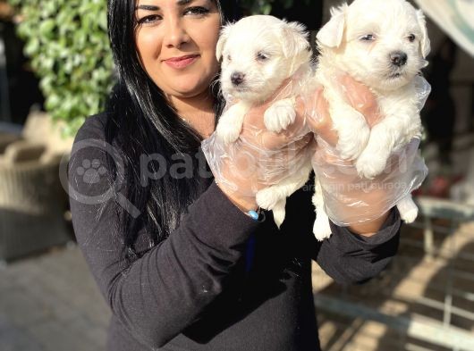 Safkan Maltese Terrier Yavrularımız görsel