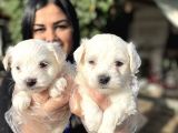 Safkan Maltese Terrier Yavrularımız