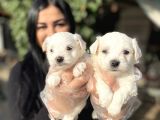 Safkan Maltese Terrier Yavrularımız