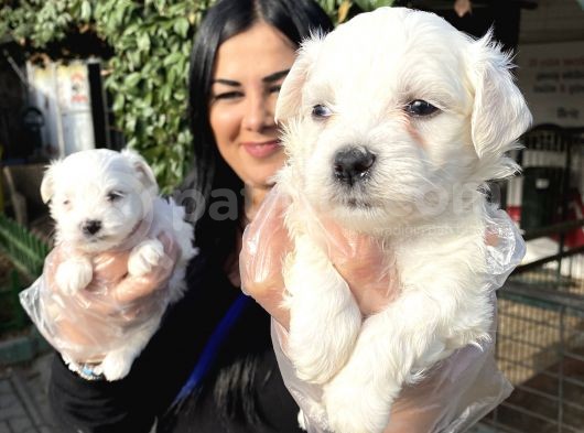 Safkan Maltese Terrier Yavrularımız görsel