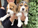 Elizabet Beagle Yavrularım