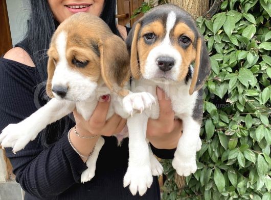 Elizabet Beagle Yavrularım görsel