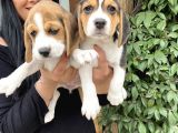 Elizabet Beagle Yavrularım