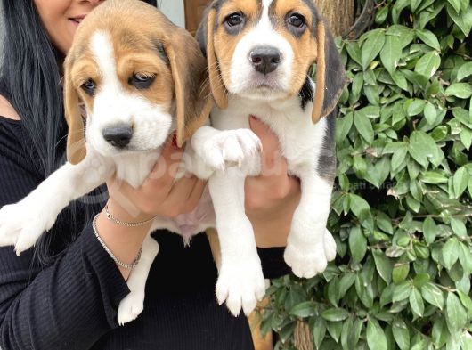 Elizabet Beagle Yavrularım görsel