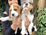Elizabet Beagle Yavrularım