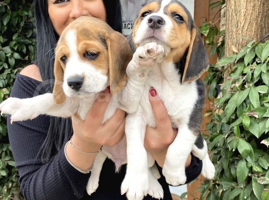Elizabet Beagle Yavrularım görsel