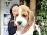 Elizabet Beagle Yavrularım