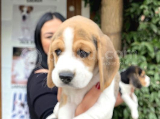 Elizabet Beagle Yavrularım görsel
