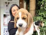 Elizabet Beagle Yavrularım