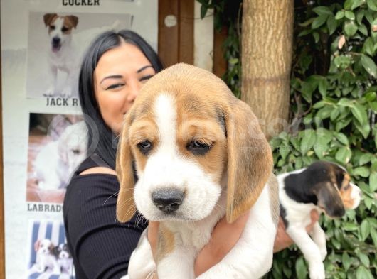 Elizabet Beagle Yavrularım görsel