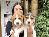 Elizabet Beagle Yavrularım
