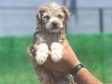 Yakışıklı Maltipoo Oğlum