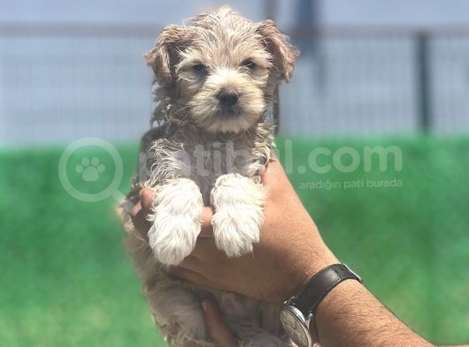 Yakışıklı Maltipoo Oğlum görsel