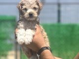 Yakışıklı Maltipoo Oğlum