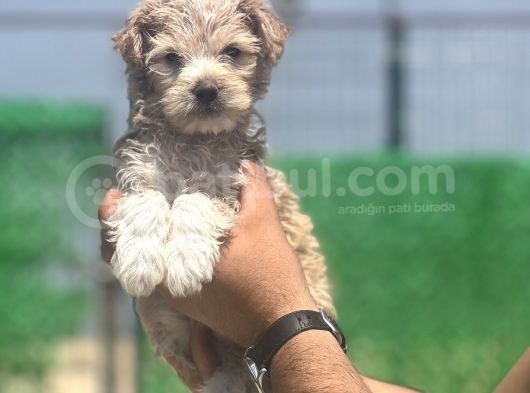 Yakışıklı Maltipoo Oğlum görsel