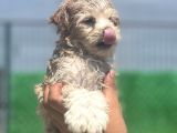 Yakışıklı maltipoo oğlum
