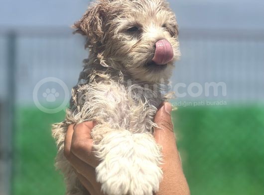 Yakışıklı Maltipoo Oğlum