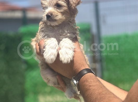 Yakışıklı Maltipoo Oğlum görsel