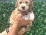 Minik Maltipoo Kızım