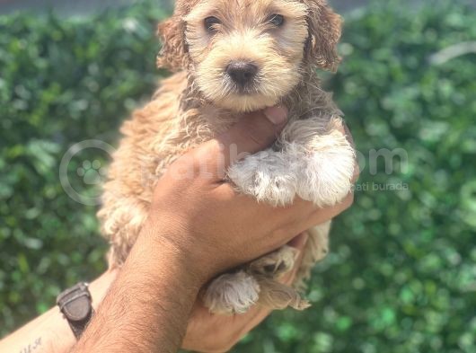 Minik Maltipoo Kızım görsel