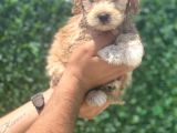 Minik Maltipoo Kızım