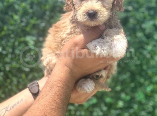 Minik Maltipoo Kızım görsel