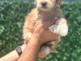 Minik Maltipoo Kızım