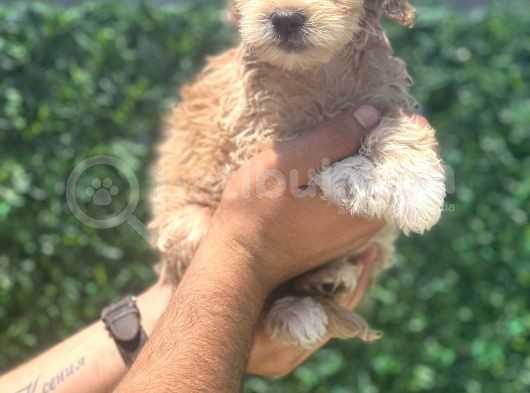 Minik Maltipoo Kızım görsel