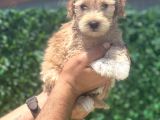 Minik maltipoo kızım