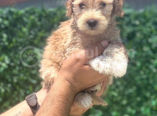 Minik Maltipoo Kızım