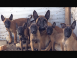 Malinois Yavruları