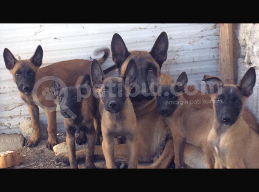 Malinois Yavruları görsel