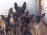 Malinois yavruları