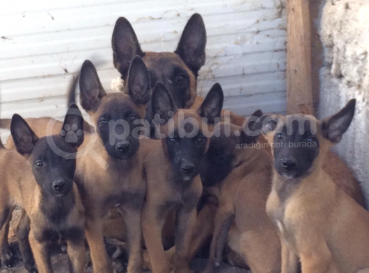 Malinois yavruları