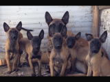 Malinois Yavruları