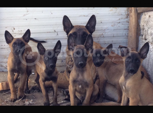 Malinois Yavruları görsel