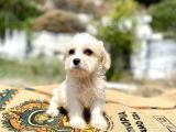 0 Numr Prenses Maltipoo Yavrumuz