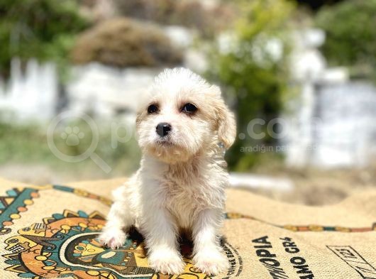 0 Numr Prenses Maltipoo Yavrumuz görsel