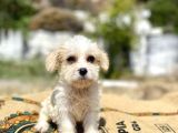 0 Numr Prenses Maltipoo Yavrumuz